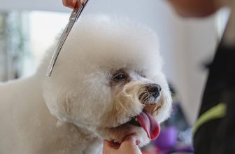How Much Does Dog Grooming Cost in Australia? (2022 Price Guide)