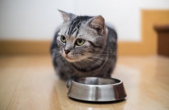 8 Best Cat Foods for Constipation in Canada in 2022 – Reviews & Top Picks