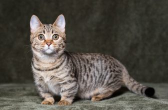 Munchkin Bengal: Breed Info, Pictures, Temperament & Traits