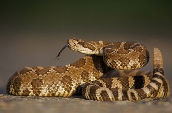 Do Snakes Purr? The Interesting Answer!