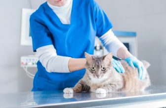 \How Much Does Cost to Express a Cat’s Anal Glands? (2022 Price Guide)