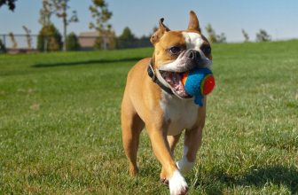 Teach Your Dog to Fetch on National Fetch Day