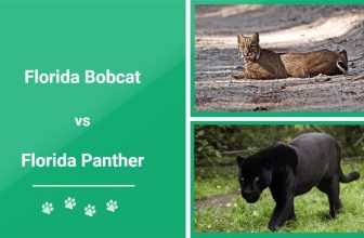 Florida Bobcat vs Florida Panther: What Makes Them Different?