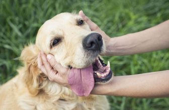 Why Does My Golden Retriever Lick Me So Much? The Interesting Answer!