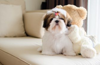 275 Popular & Unique Shih Tzu Names: Male & Female Ideas