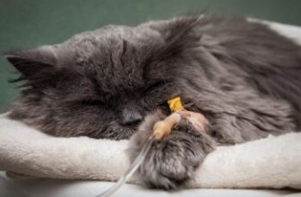 10 Common Cat Illnesses and Diseases
