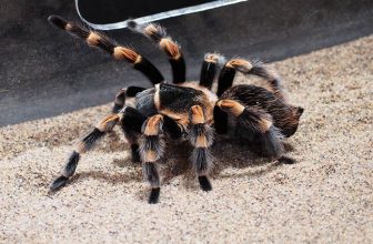 How To Keep Exotic Pets Calm Around Fireworks (6 Tips) 