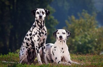 130+ Popular & Unique Dalmatian Names: Male and Female Name Ideas