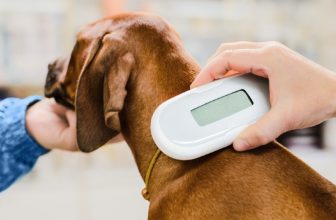 Average Cost to Microchip a Cat or Dog in the UK (2022 Guide)
