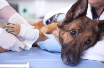How Much Does Dog Broken Leg Surgery Cost? (2022 Update)
