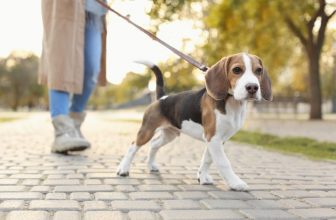 Do Beagles Smell? Are They Smellier Than Most Breeds?