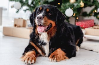 Holiday Safety Tips for Your Pets