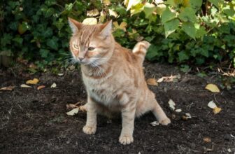 How Often Do Cats Poop? How Much is Too Much?