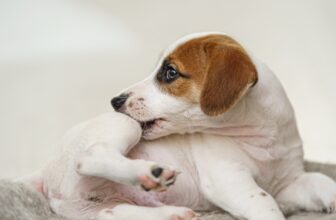 A Spotlight On Folliculitis | Diamond CARE