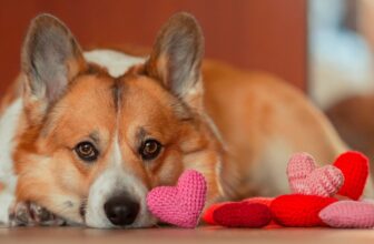 How to Know You’re “the One” for Your Pet