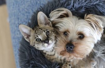 Will My Savannah Cat Get Along With My Dog? (Types & FAQs)