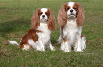 12 Fascinating Cavalier King Charles Spaniel Facts