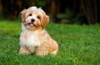 How Much Exercise Does My Havanese Need? Facts & FAQ