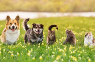 Animal-World is Now a Part of PangoVet