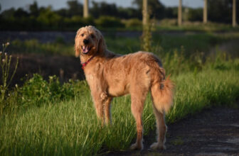 How Long Do Goldendoodles Live? Vet-Reviewed Average Lifespan Data & Care Guide