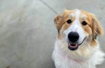 Warriors’ Best Friend: Meet Gracie!