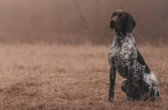 High-Energy Hunting Dogs & Family Pets