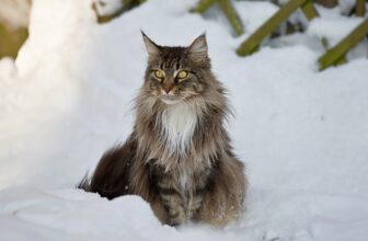 Cold Weather Cat Breeds Who Are Ready for Winter