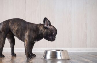 Is Your Dog a Picky Eater?