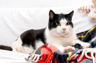 Why Do Cats Knead on You?