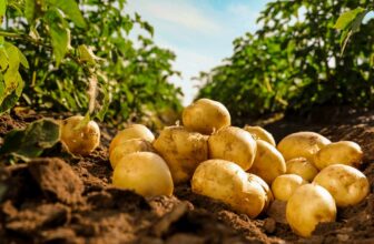 Can Dogs Eat Potatoes? A Feeding Guide