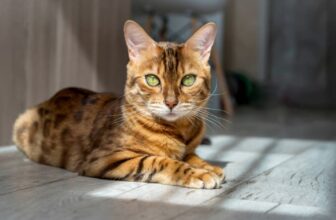 Cat Breeds That Act Like Dogs