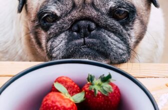 Can Dogs Eat Strawberries? Safety & Serving Tips