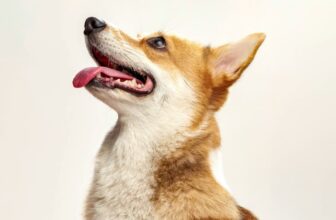 Bad Breath in Dogs: Common Causes and Treatment