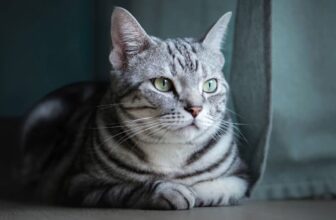 The Best Cat Breeds for First-Time Owners