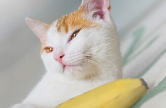 Can Cats Eat Bananas?