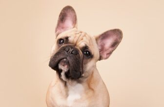 Why Do Dogs Drag Their Butts?