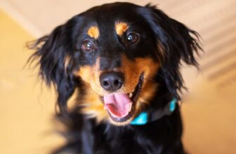 Why Do Dogs Whine? Causes & How to Help