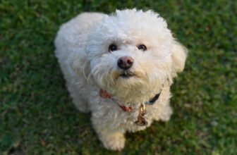 Dogs That Don’t Shed a Lot